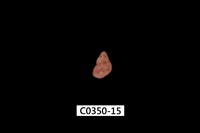 藏品(姬雉螺)的圖片